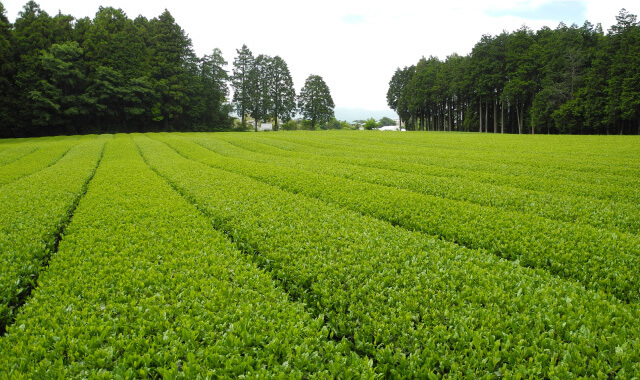 富士山の麓にある茶畑です